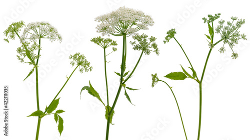 Few stems of forest plants witn umbrella inflorescences on white background