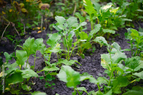 Lettuce (Lactuca sativa), a plant in the garden