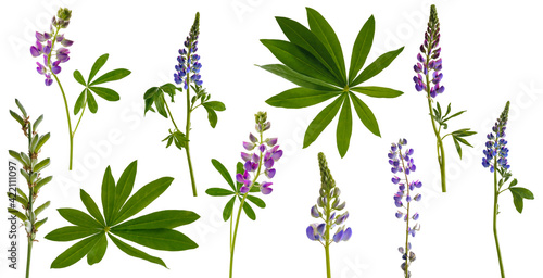 Many stems of lupine flowers and leaves and pods on white background photo
