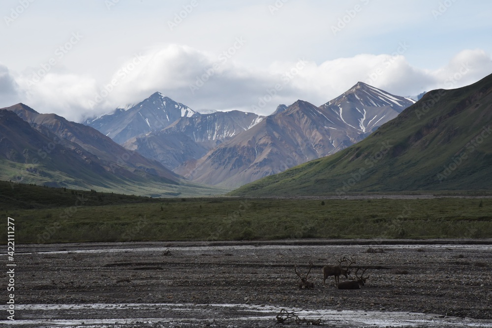 Elk sitting in Denali National Park background with Mountains and clouds
