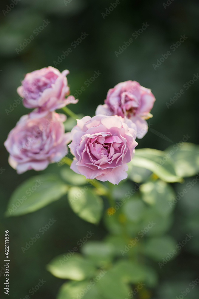 garden flowers on a green background garden flowers on a green background