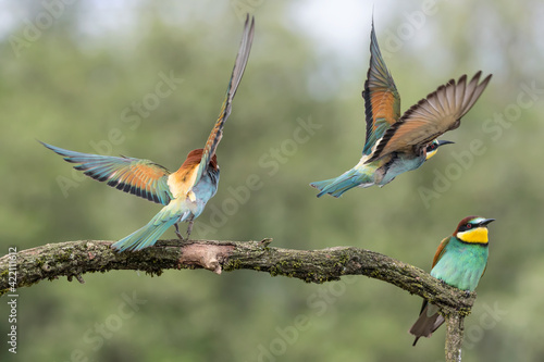Inside the colony, the European bee eaters (Merops apiaster)  © manuel