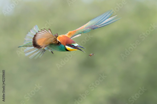 Awesome portrait of European bee eater at hunt (Merops apiaster) photo