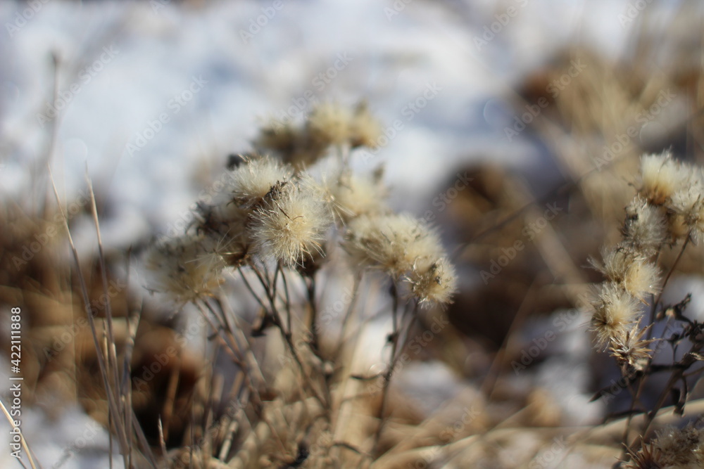 Dry frozen flowers close-up on autumn winter meadow against white snow and yellow grass Dry frozen flowers close-up on autumn winter meadow against white snow and yellow grass