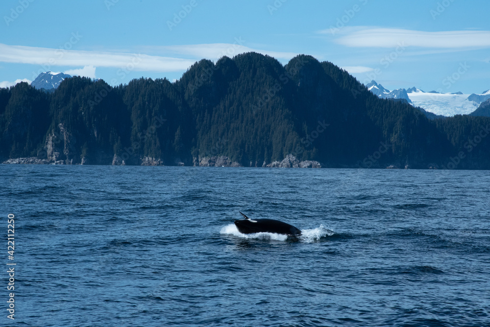 Whale Breaching in Alaska with Mountain Landscape
