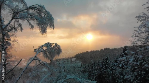Aerial shot by drone over snowy forest in golden light at sunset with fog. Magical atmosphere in Auvergne, France.