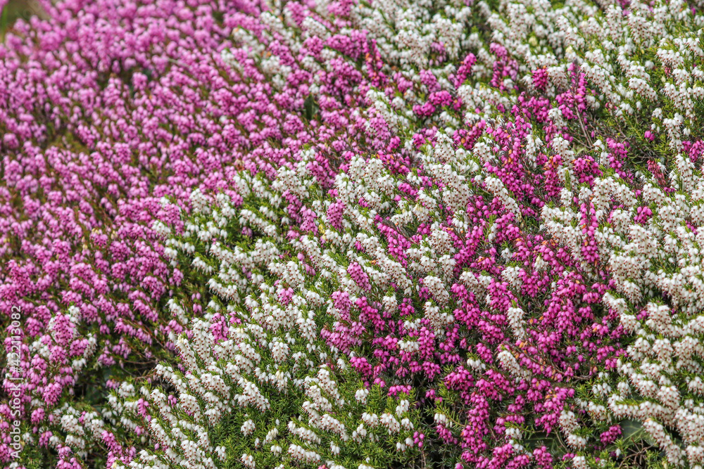 Close up of pink and white heather flowers in full bloom