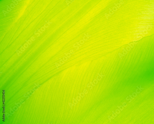 texture background, green energy, yellow and green nature backdrop, macro of flower petal