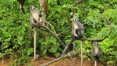 Group of Thomas's langur (Presbytis thomasi) monkeys perched on top of tree branches in Sumatra, Indonesia - Medium shot photo