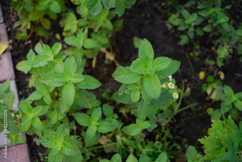 Mint, a plant in the garden