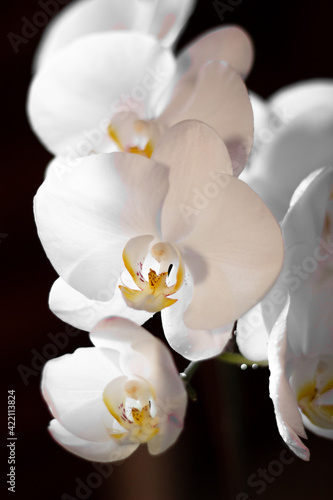 Orchidea Bianca