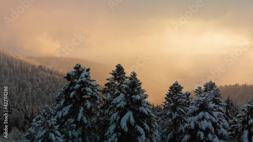 Aerial shot by drone over snowy forest in golden light at sunset with fog. Magical atmosphere in Auvergne, France.
