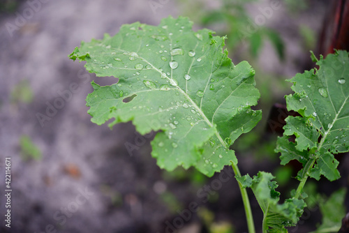 Kale (Latin Brassica oleracea var.sabellica) in the garden