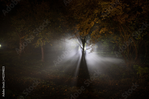 strange light in a dark forest at night. Silhouette of person standing in the dark forest with light. Dark night in forest at fog time. Surreal night forest scene. Horror halloween concept. Fairytale