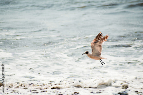 Gaviotas en el Pacífico.