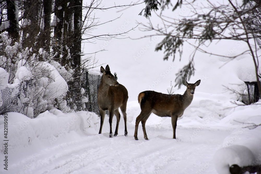 zima w Tatrach, Zakopane, atak zimy, opady śniegu, śnieżyca