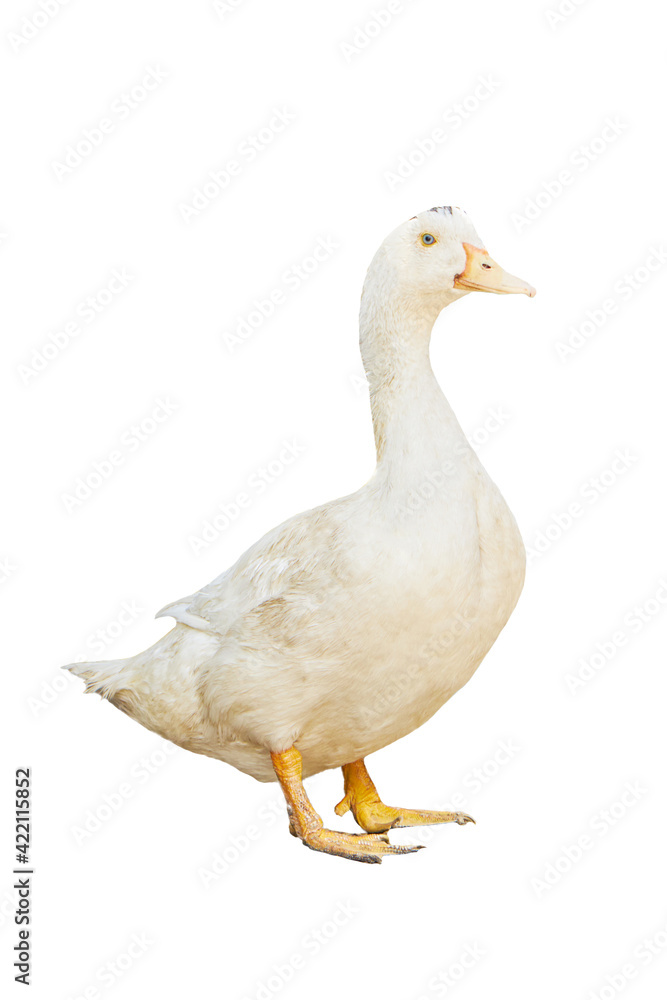 white pekin duck isolated on white background. diary duck cut out white pekin duck isolated on white background. diary duck cut out