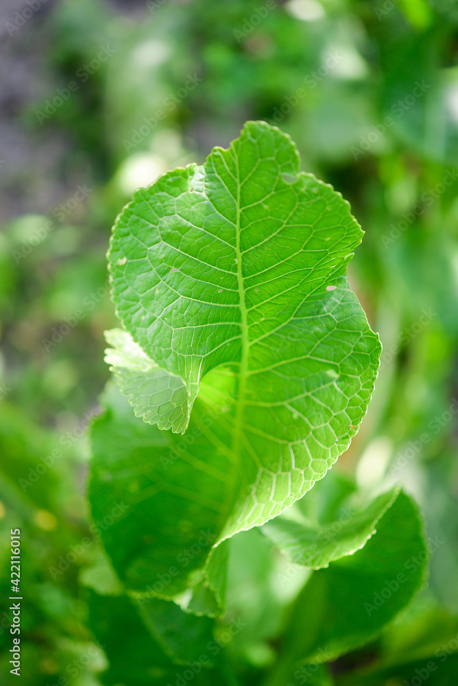 Horseradish (Armoracia rusticana) - green leaves Horseradish (Armoracia rusticana) - green leaves