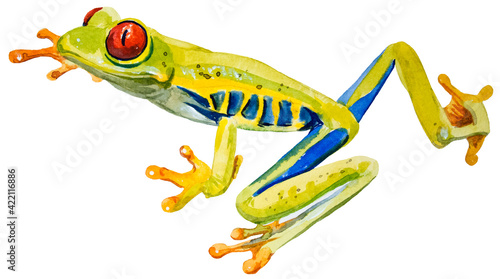 watercolor drawing of frog