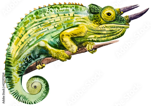 watercolor drawing of Chameleon
