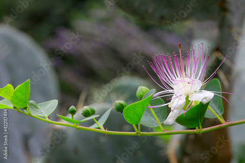 Echte Kapernstrauch (Capparis spinosa) oder Dorniger Kapernstrauch, Pflanze mit Früchte und Blüte