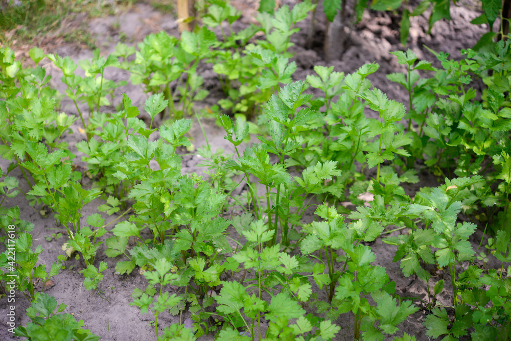 Celery (Apium graveolens) - leaves in the garden Celery (Apium graveolens) - leaves in the garden