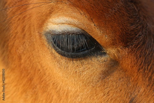 Big black calf eye with eyelashes close-up.