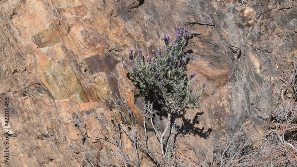 Plant on the rock (French lavender) swinging in the wind Plant on the rock (French lavender) swinging in the wind