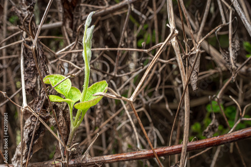 New growth © jon