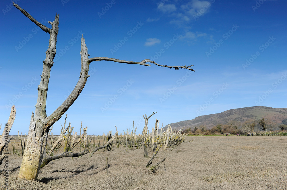 Unusual bare trees at Porlock Bay, Somerset Unusual bare trees at Porlock Bay, Somerset