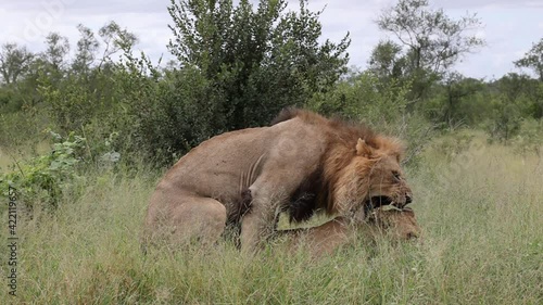 Lions mating close up in the wild