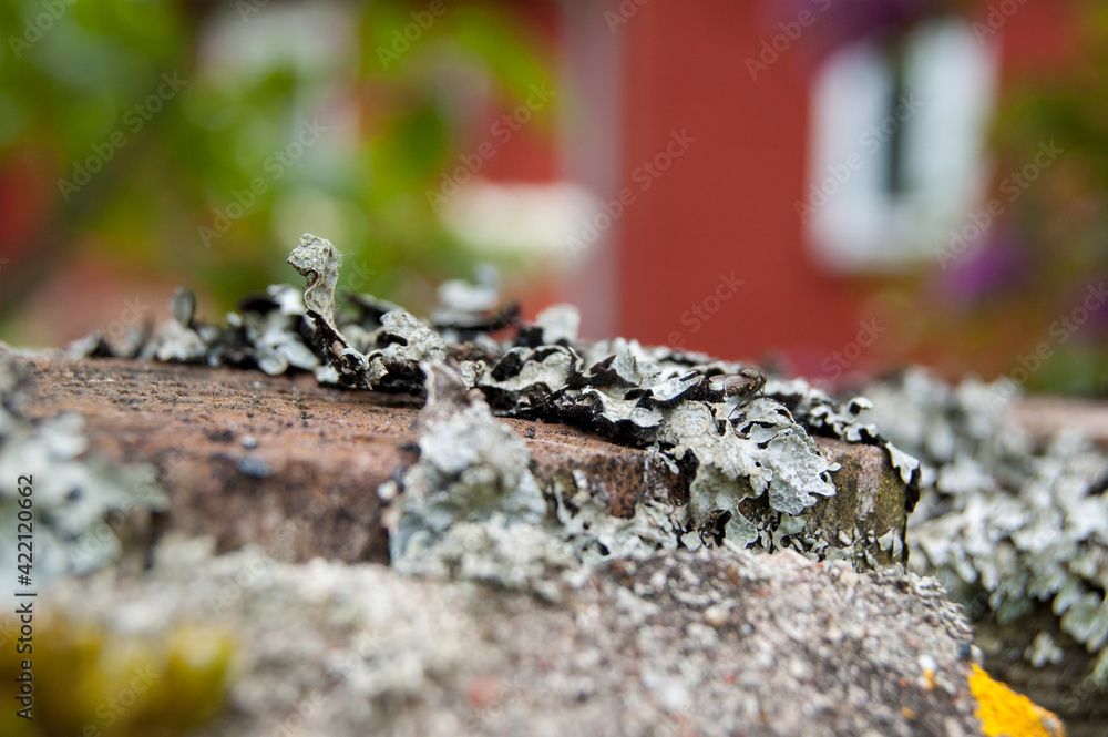 Naklejka premium Close up of a stone covered with lichen