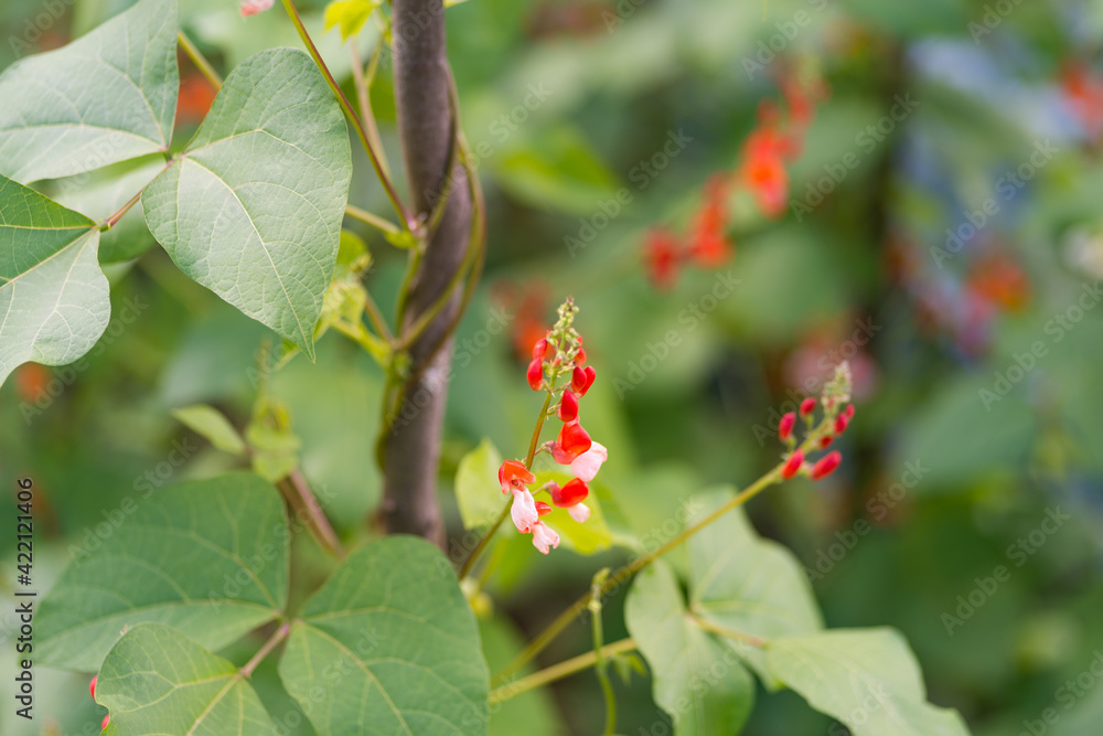 Red and white flowers of kidney bean (Phaseolus coccineus) blooming on green plants in homemade garden. Close-up. Organic farming, healthy food, BIO viands, back to nature concept. Red and white flowers of kidney bean (Phaseolus coccineus) blooming on green plants in homemade garden. Close-up. Organic farming, healthy food, BIO viands, back to nature concept.