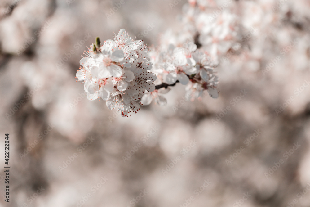 Obraz premium Spring april may tree bloom blossom day flowers sakura blossoming outdoor day sun park nature plum pink green garden flora pastel buds floral Japanese environment macro botany springtime fresh forest