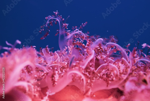 Canvas Print Closeup shot of pink corals in the sea