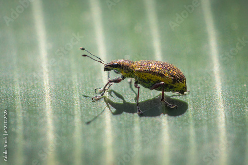 Selective focus of a Sitona lineatus on a leaf under the sunlight with a blurry background photo