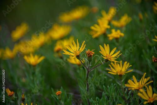 yellow dandelion flower