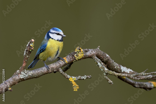 Blue Tit songbird (Cyanistes caeruleus), colorful bird perched on dry branch in green nature.