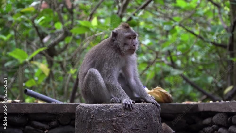 The monkey sits on a stone pedestal and eats something, swaying to the rhythm. Zoom in shot. Monkey Forest, Bali, Indonesia. The monkey sits on a stone pedestal and eats something, swaying to the rhythm. Zoom in shot. Monkey Forest, Bali, Indonesia.