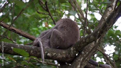 Two monkeys sit in a tree and bite each other while playing