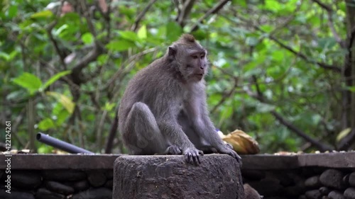 The monkey sits on a stone pedestal and eats something, swaying to the rhythm. Zoom in shot. Monkey Forest, Bali, Indonesia.