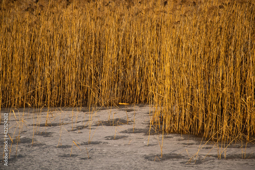 dry grass in the wind