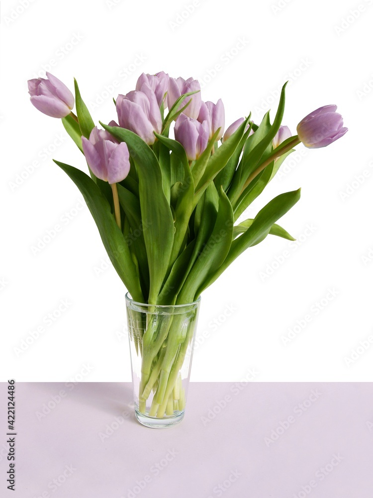 pretty multicolor tulips isolated close up pretty multicolor tulips isolated close up