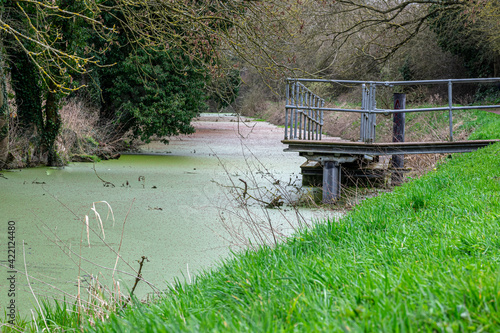 View of Grantham canal. Water covered with green growth