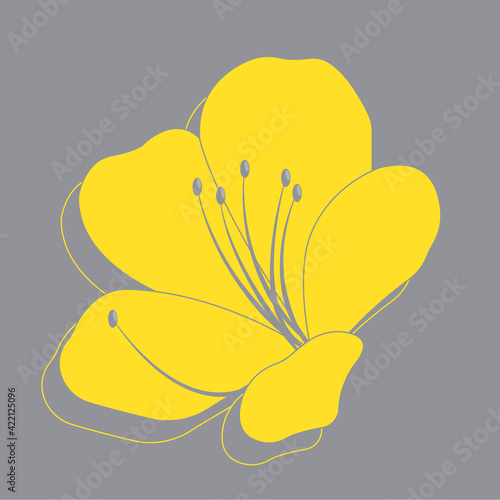 Yellow illuminating azaleas flower on ultimate gray background photo