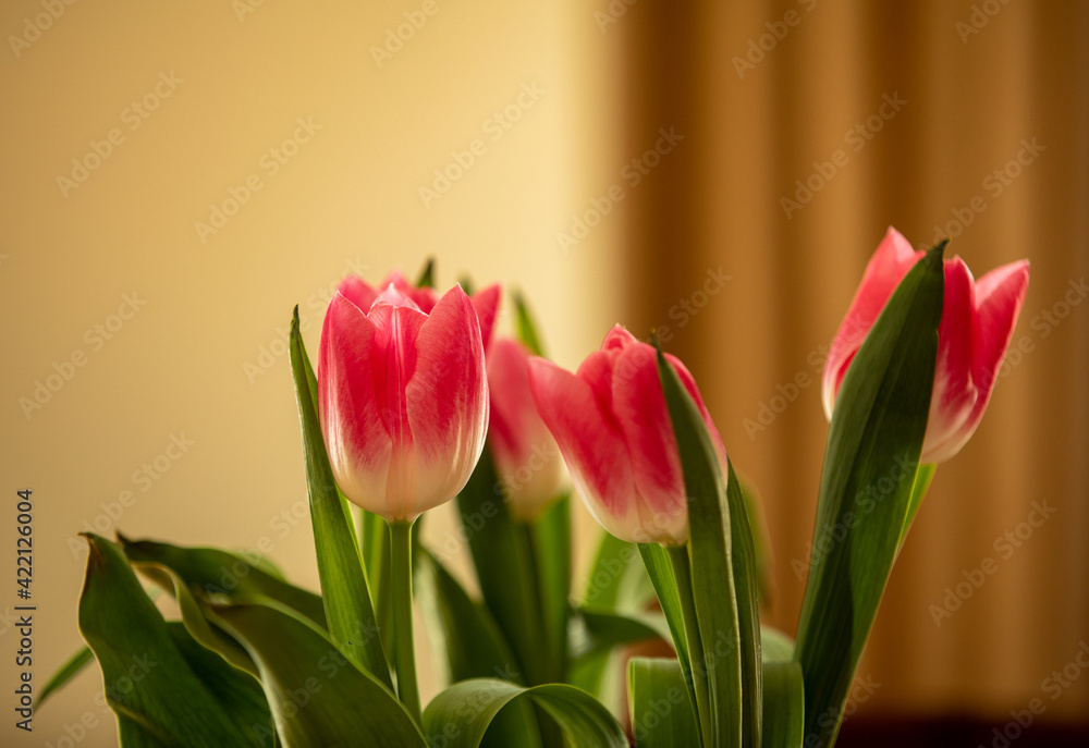 Fototapeta premium bouquet of red tulip flowers