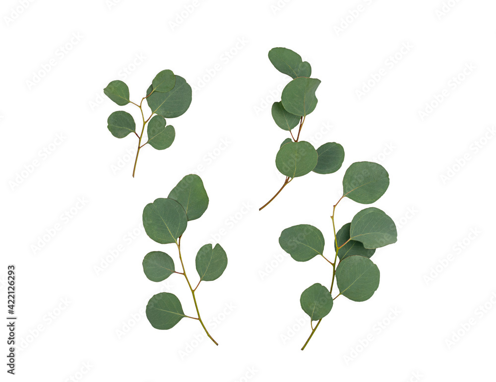 Obraz premium eucalyptus branches isolated on white background. Flat lay, top view. copy space.