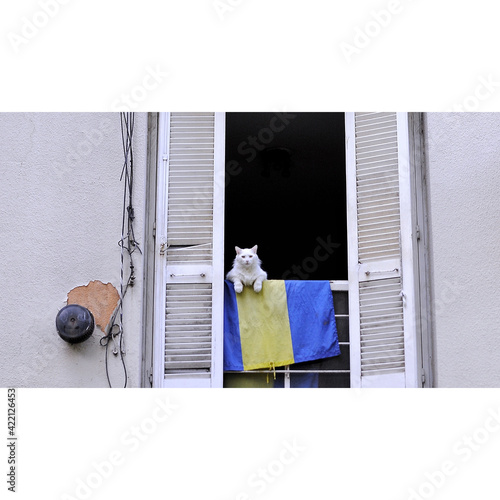 Bilde på lerret Gato blanco asomado a una ventana con una bandera de Boca Juniors en un edificio de Catalinas Sur, barrio de La Boca, Buenos Aires