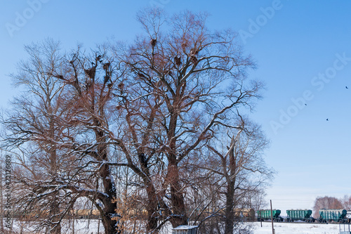 A colony of rooks on a large tree.