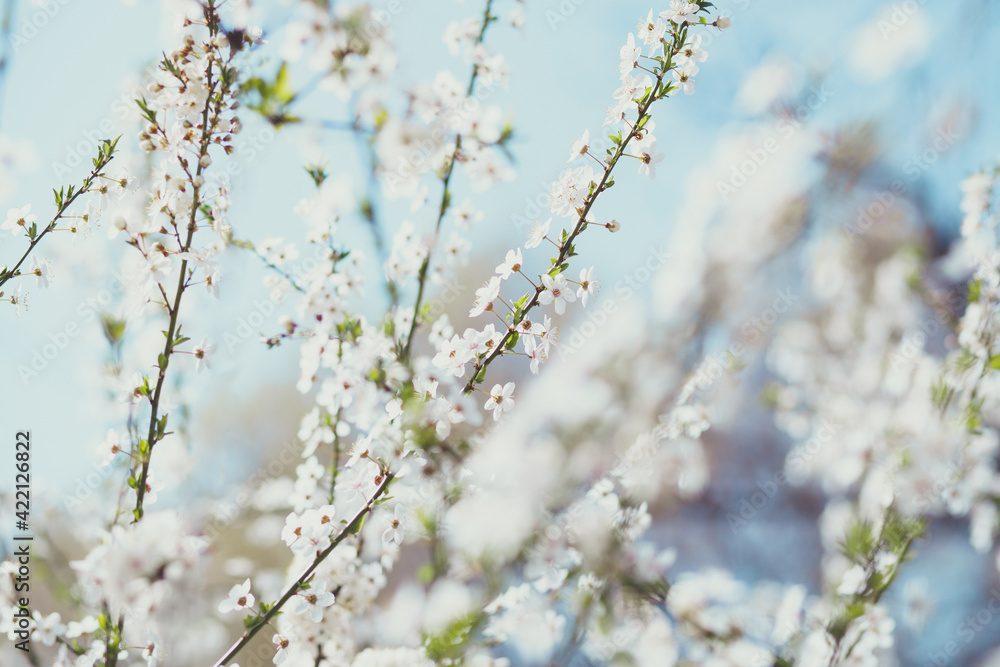 Obraz premium Springtime bloom